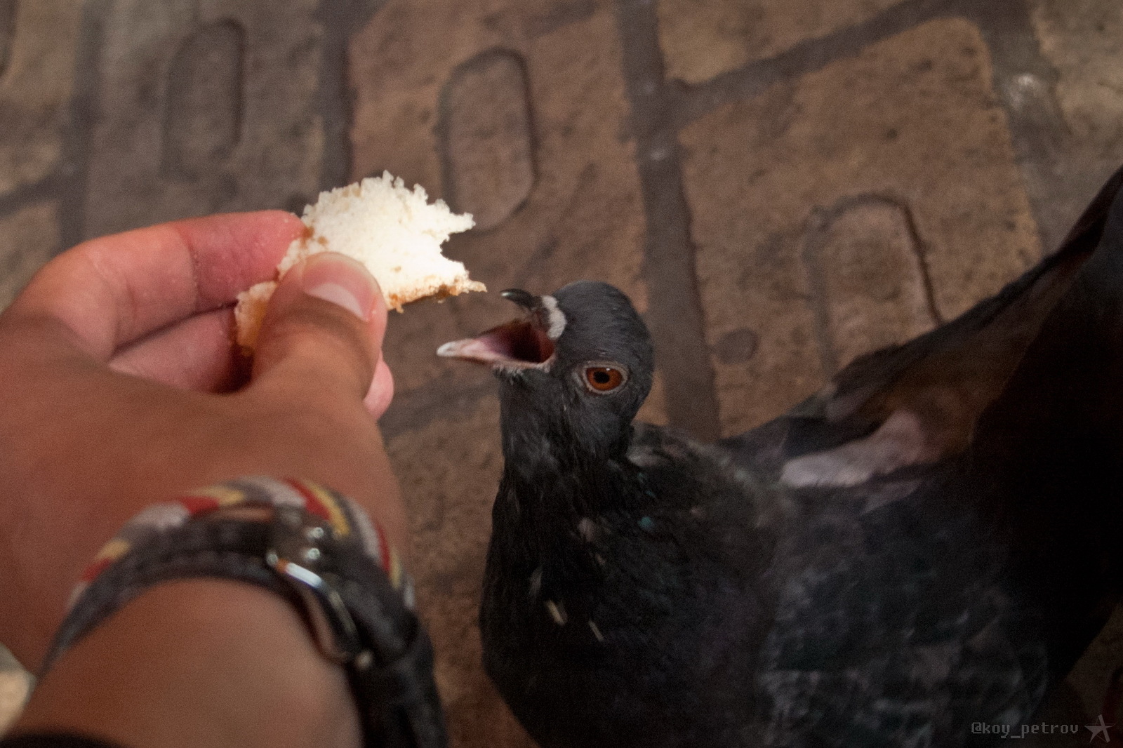 Animal world - My, Portrait, The photo, Pigeon, Nature, Longpost