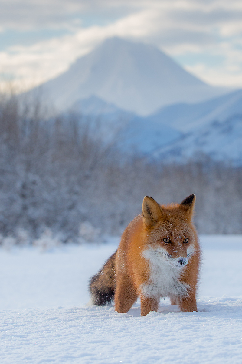 This is my Vulcan!!!! - My, Kamchatka, Volcano, Winter, Fox, Nature, Travels