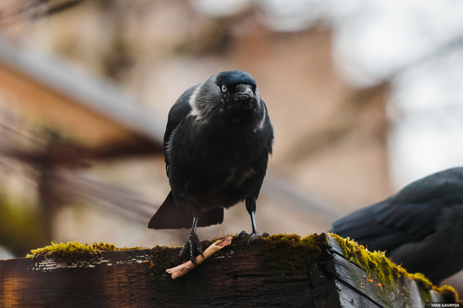 Jackdaws have arrived - My, Birds, Jackdaw, Longpost