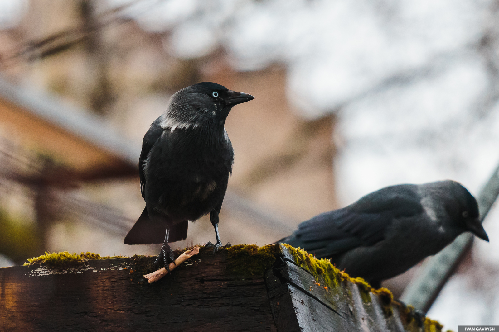 Jackdaws have arrived - My, Birds, Jackdaw, Longpost