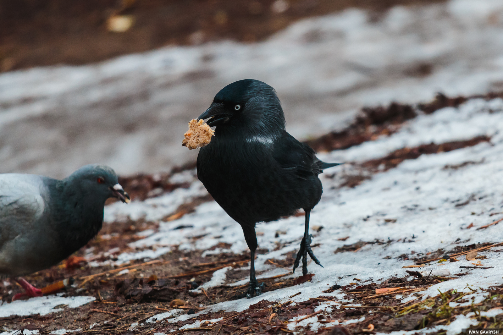 Jackdaws have arrived - My, Birds, Jackdaw, Longpost