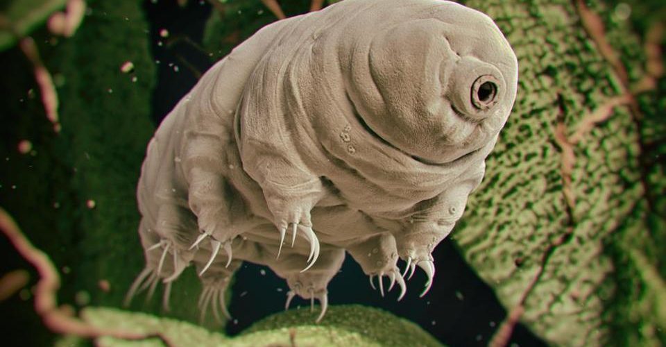 Маленький водяной медведь(Тихоходка/Tardigrada) чешет спину как большой медведь. - Тихоходка, Микромир, Выживание, Гифка