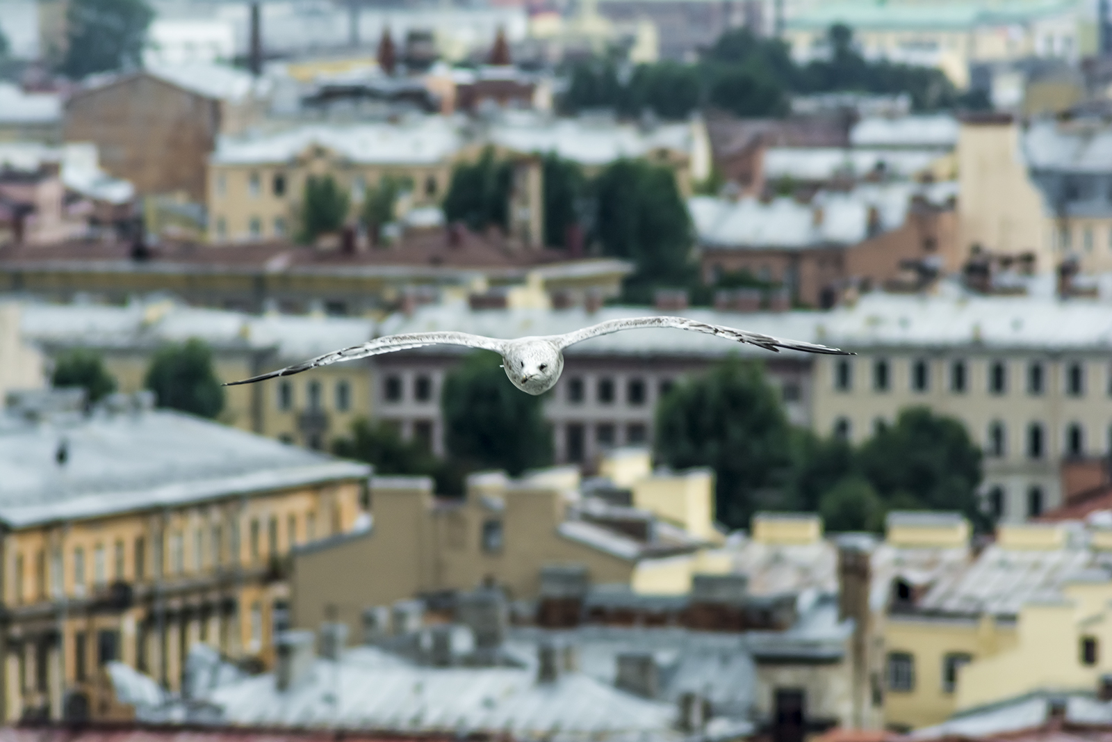 In the sky of St. Petersburg - My, Seagulls, Saint Petersburg, Flight, Birds, Height