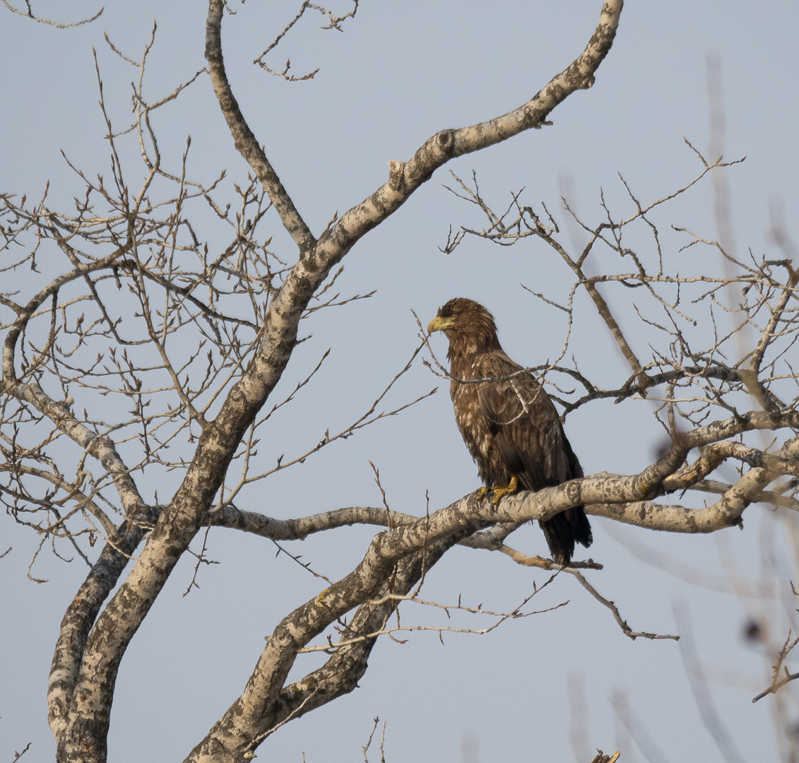 Birds on the river - My, Birds, Photo hunting, Crow, Eagle, Bullfinches, Accentor, Thrush, Longpost