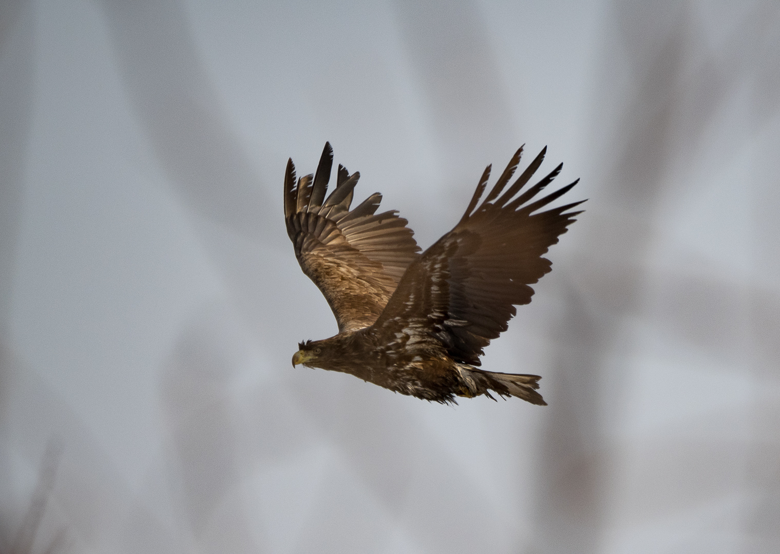 Birds on the river - My, Birds, Photo hunting, Crow, Eagle, Bullfinches, Accentor, Thrush, Longpost