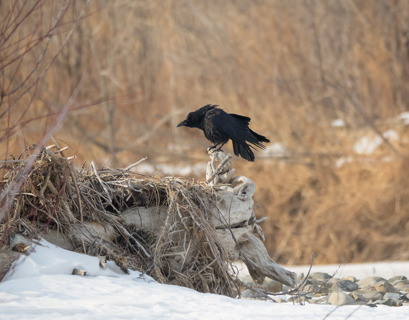 Birds on the river - My, Birds, Photo hunting, Crow, Eagle, Bullfinches, Accentor, Thrush, Longpost