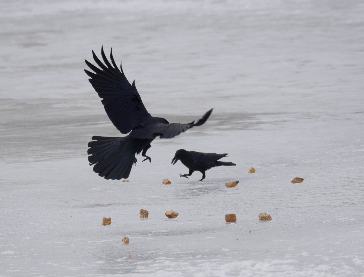 Birds on the river - My, Birds, Photo hunting, Crow, Eagle, Bullfinches, Accentor, Thrush, Longpost