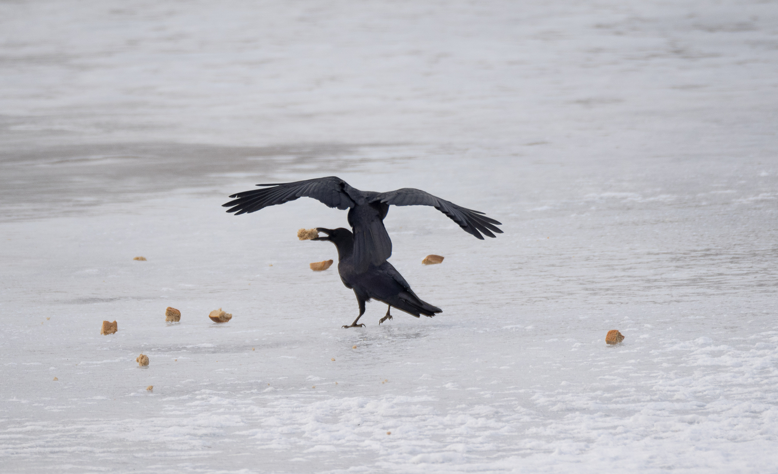 Birds on the river - My, Birds, Photo hunting, Crow, Eagle, Bullfinches, Accentor, Thrush, Longpost