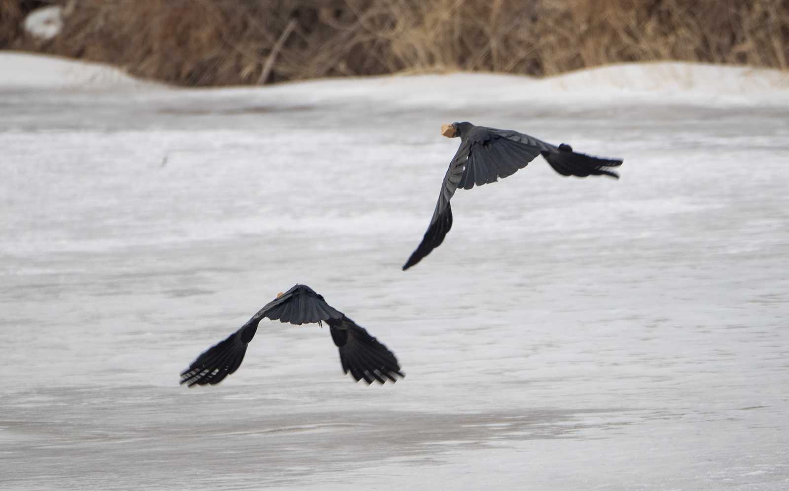 Birds on the river - My, Birds, Photo hunting, Crow, Eagle, Bullfinches, Accentor, Thrush, Longpost