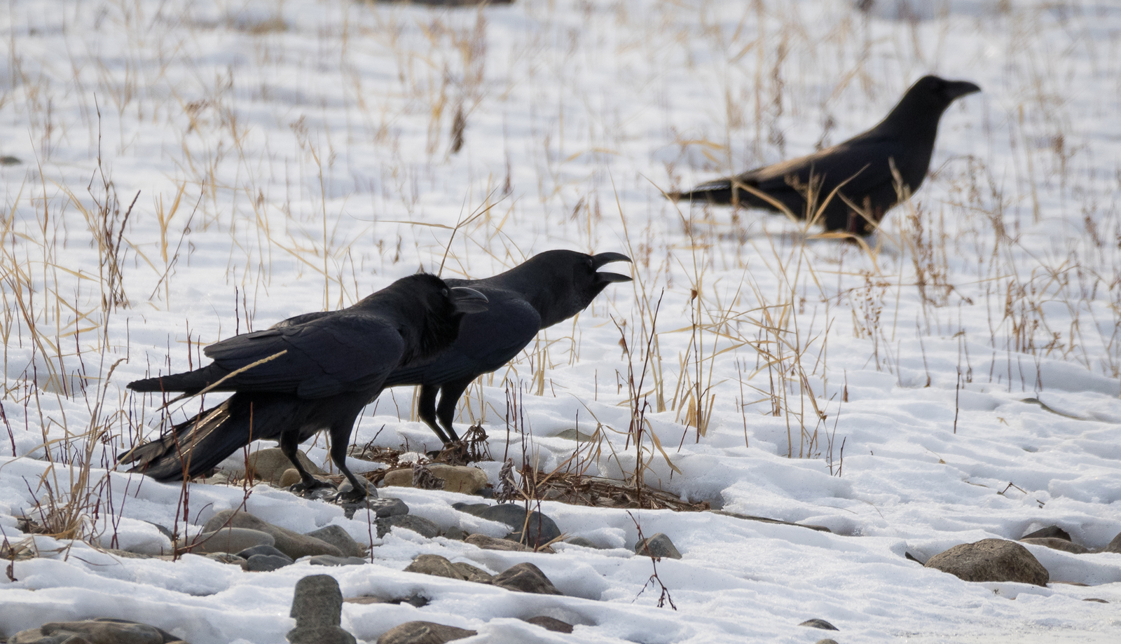 Birds on the river - My, Birds, Photo hunting, Crow, Eagle, Bullfinches, Accentor, Thrush, Longpost