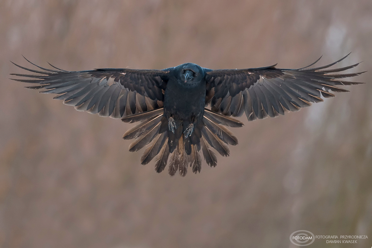 Wingspan in flight - Magpie, Crow, Buzzard, Birds, wildlife