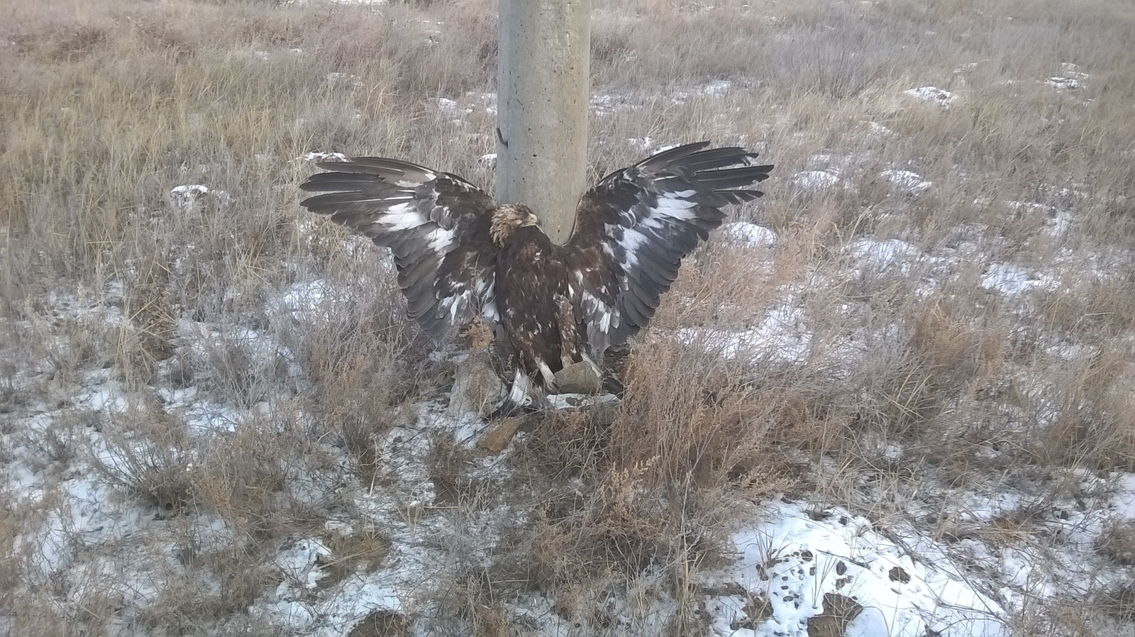 And so constantly under the 10 kV overhead line - My, Birds, Electricity, Danger