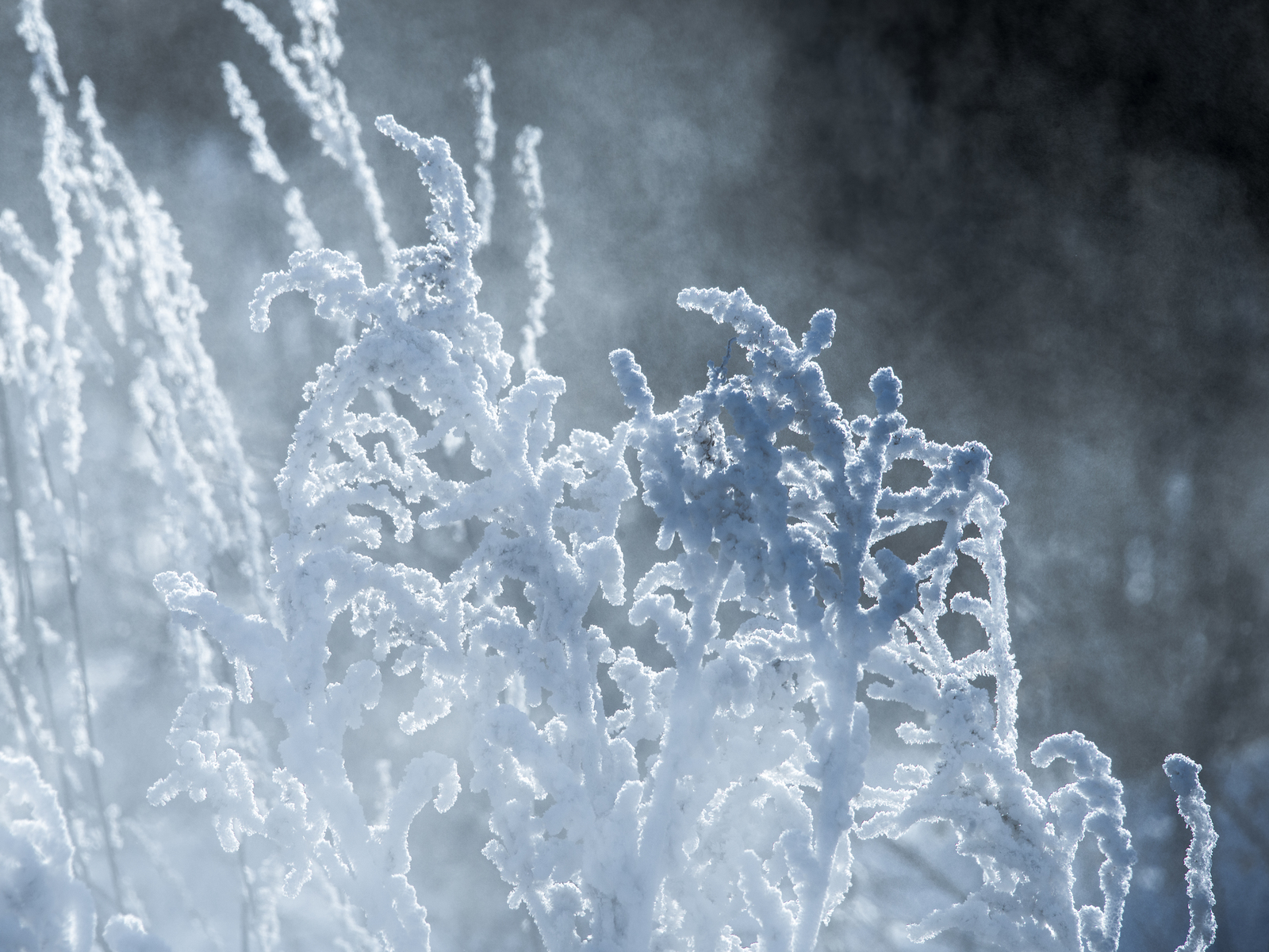 stinking beauty - My, Frost, freezing, Winter, Siberia, Nature, Sewerage, Evaporation, Longpost