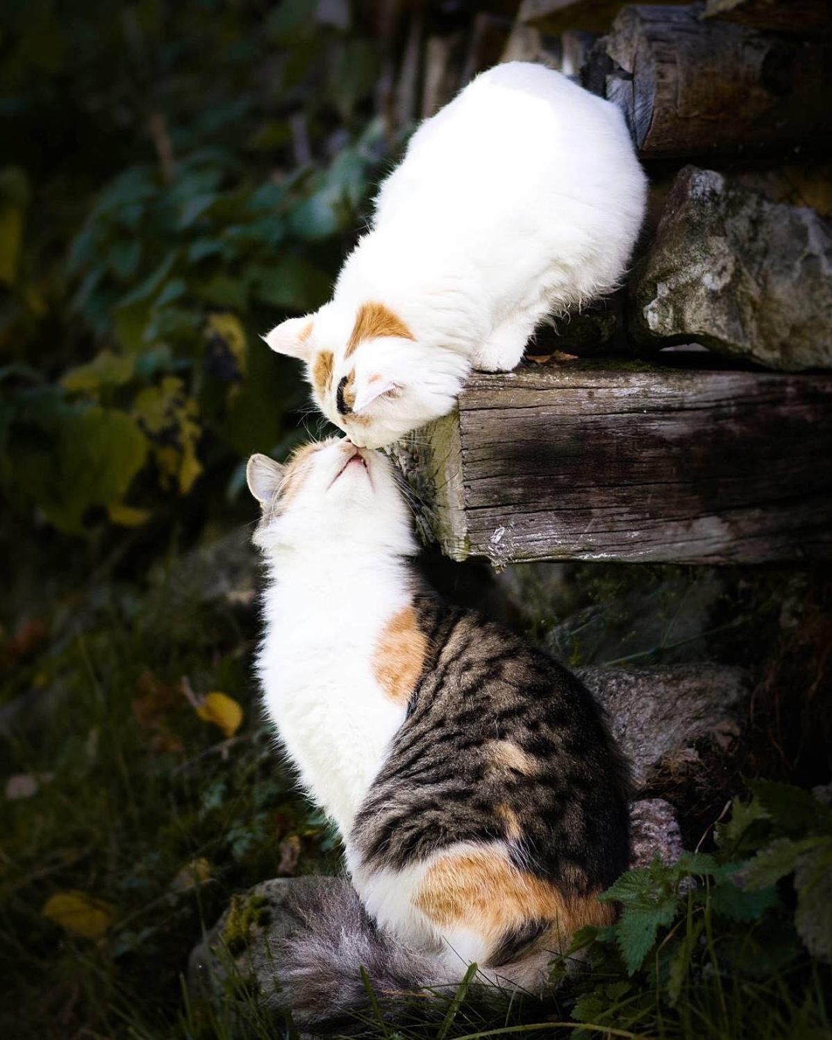 Картинки с любящими котиками. Кот любовь. Кошачья любовь. Романтические кошки. Влюбленный котик.