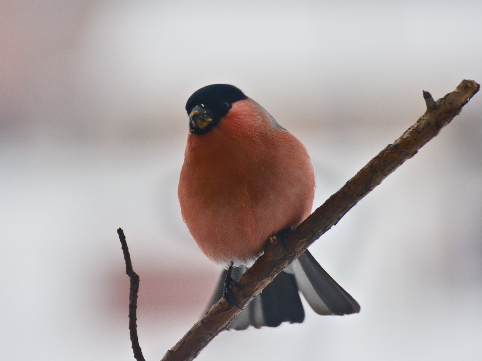 And at our window... - My, Birds, Dubonos, Bird watching, Winter, Woodpeckers, Bullfinches, Longpost, Trough