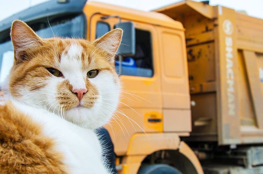 Sacrifice to the animal mascot of a large construction site in the 21st century - cat, Pancakes, Crimean bridge, Longpost