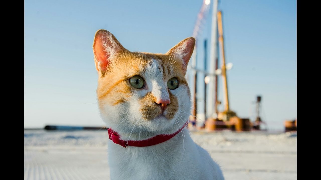 Sacrifice to the animal mascot of a large construction site in the 21st century - cat, Pancakes, Crimean bridge, Longpost