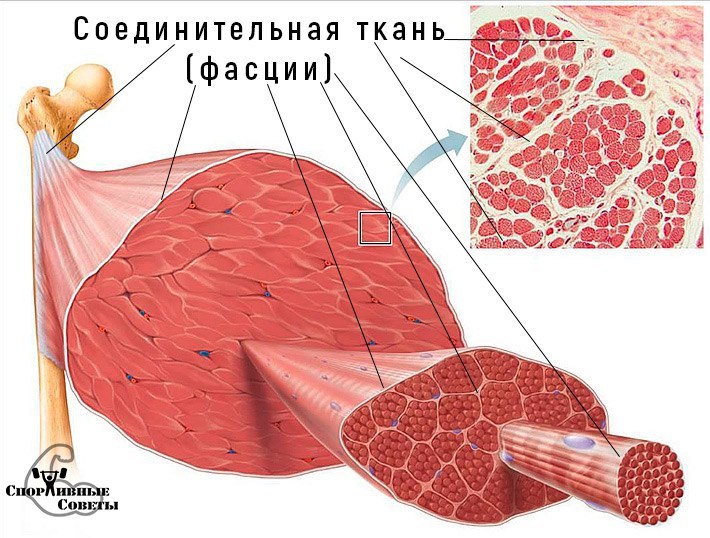 Exercise/massage to stretch the muscle fasciae - My, Sport, Тренер, Sports Tips, Muscle, Health, Training program, Gym, Physical Education, Longpost