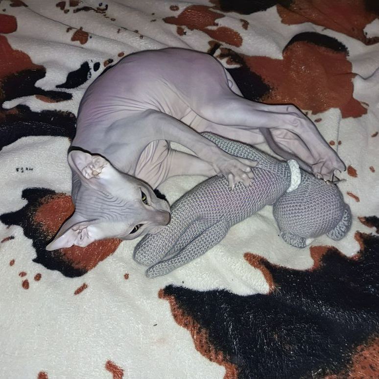 Donskoy Sphinx Prokhor 5 months - My, Grow, Don Sphynx, sphinx cat, Longpost, cat, Sphinx