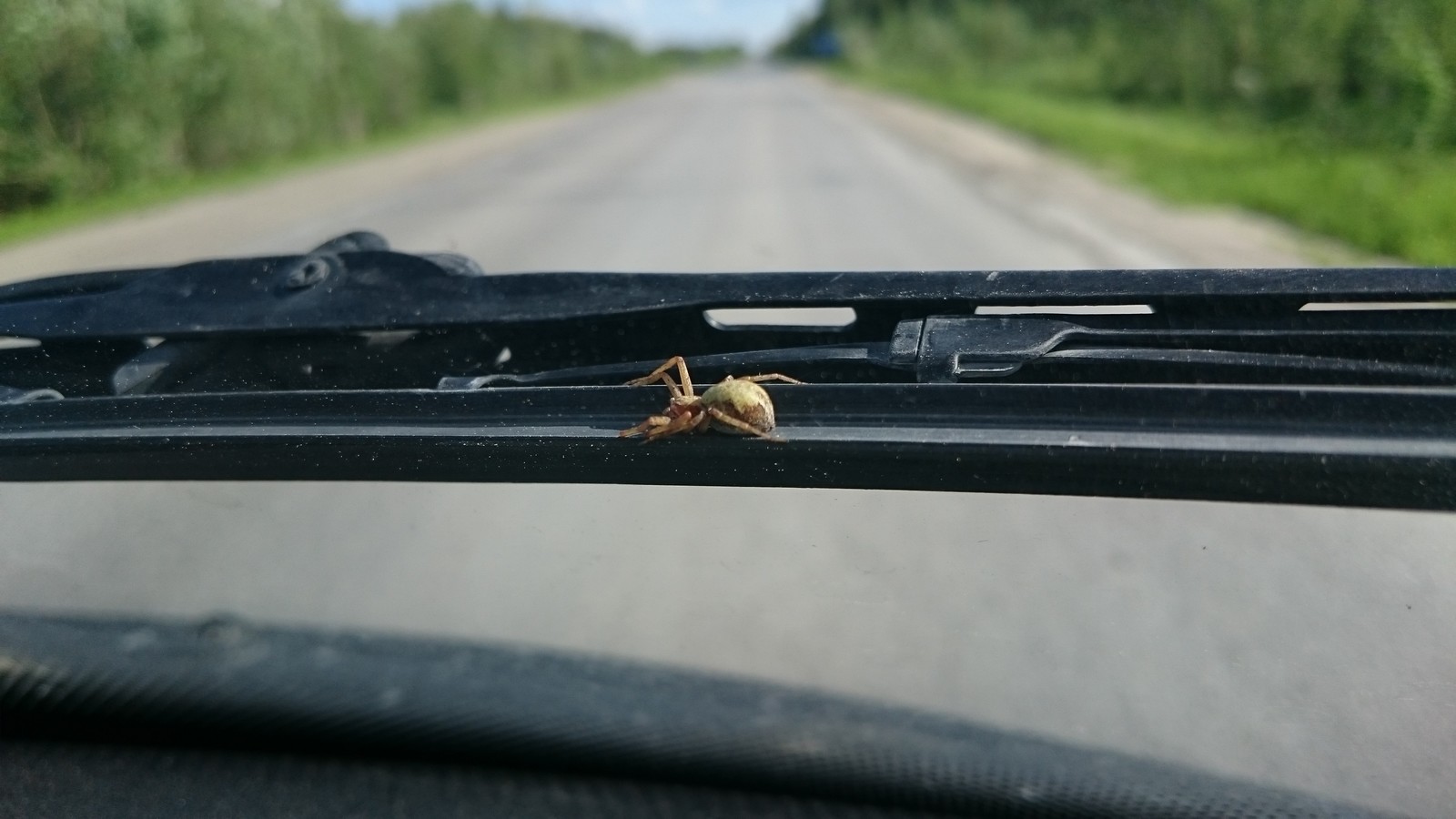 A few photos (on slippers) from Khanty-Mansi Autonomous Okrug - My, Photo on sneaker, Animals, Insects, Longpost, Snake