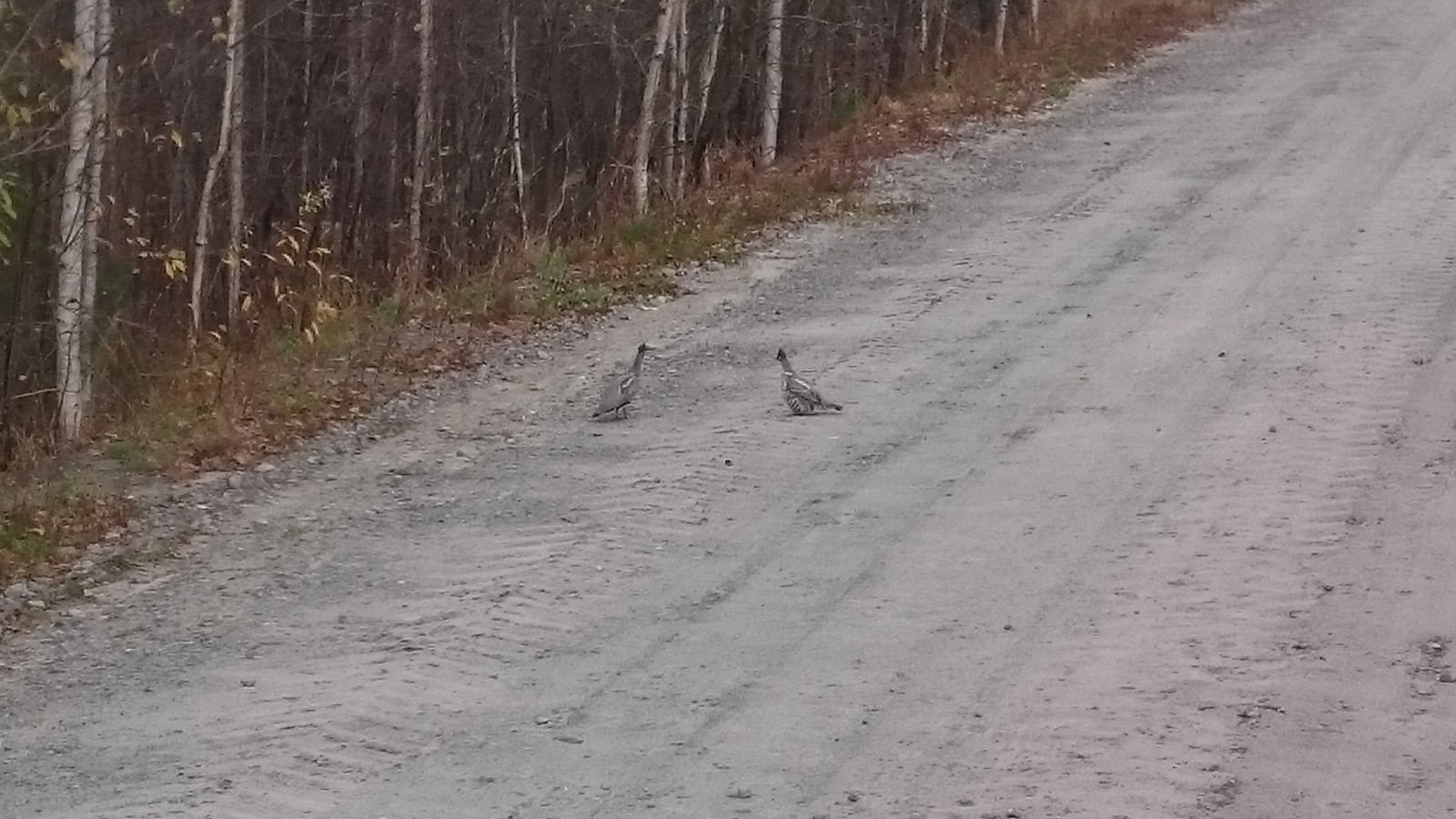 A few photos (on slippers) from Khanty-Mansi Autonomous Okrug - My, Photo on sneaker, Animals, Insects, Longpost, Snake