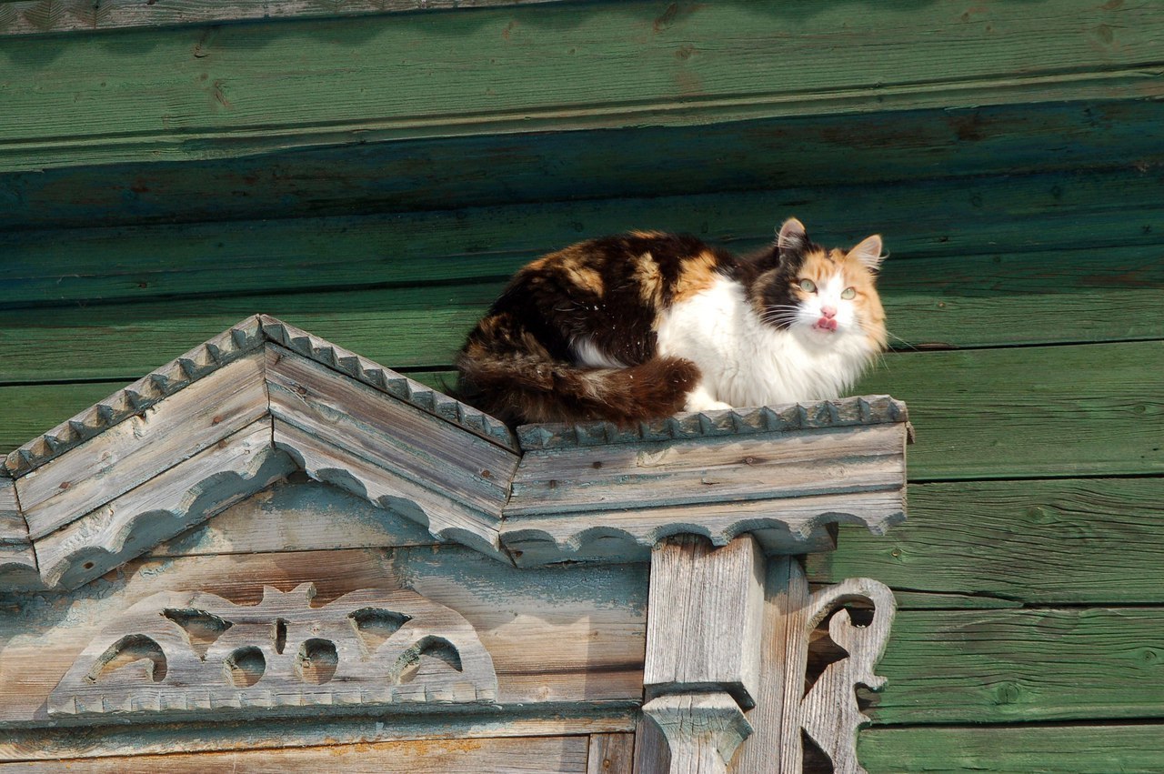 The cats sat on the window, and then on the watering hole, meowed with the deer and the raccoon calls them into the house =) - cat, Deer, mini zoo, Volokolamsk, Not mine, Longpost, Raccoon, Deer