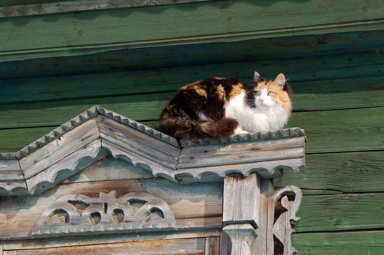 The cats sat on the window, and then on the watering hole, meowed with the deer and the raccoon calls them into the house =) - cat, Deer, mini zoo, Volokolamsk, Not mine, Longpost, Raccoon, Deer