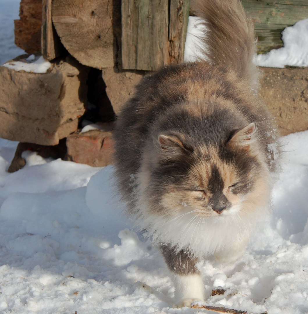 The cats sat on the window, and then on the watering hole, meowed with the deer and the raccoon calls them into the house =) - cat, Deer, mini zoo, Volokolamsk, Not mine, Longpost, Raccoon, Deer