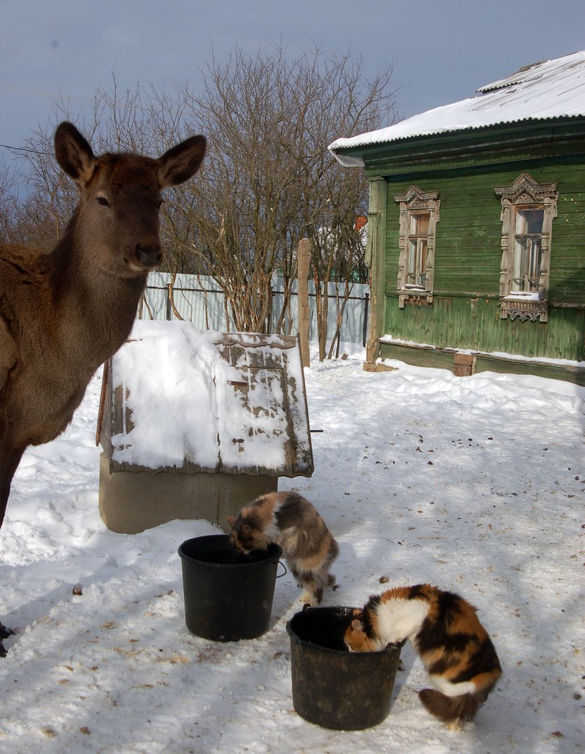 The cats sat on the window, and then on the watering hole, meowed with the deer and the raccoon calls them into the house =) - cat, Deer, mini zoo, Volokolamsk, Not mine, Longpost, Raccoon, Deer