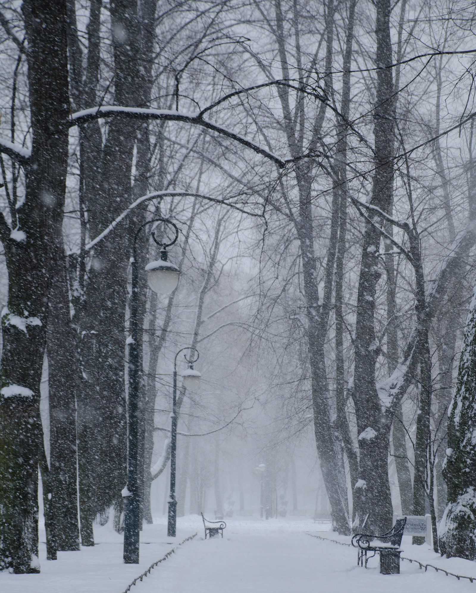 Saint Petersburg - My, Saint Petersburg, Nikon, Snowfall, Winter, Bridge, Neva, The park, Summer garden, Longpost