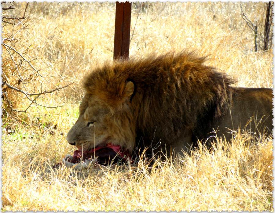 In South Africa, a lion ate lunch by a poacher who hunted him. - a lion, Dinner, Poachers