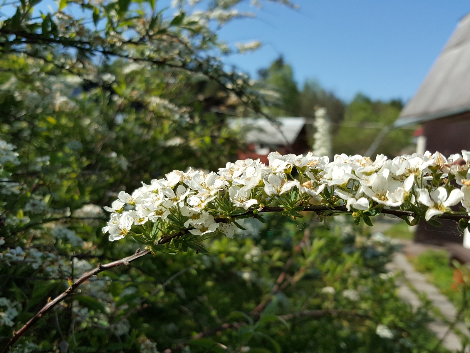 Beauty in the country. Leningrad region - My, beauty, beauty of nature, Leningrad region, Dacha, The photo, First post, Favorite dacha, Longpost