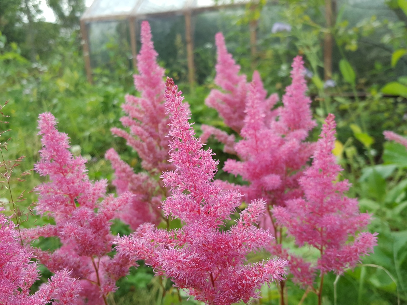 Beauty in the country. Leningrad region - My, beauty, beauty of nature, Leningrad region, Dacha, The photo, First post, Favorite dacha, Longpost