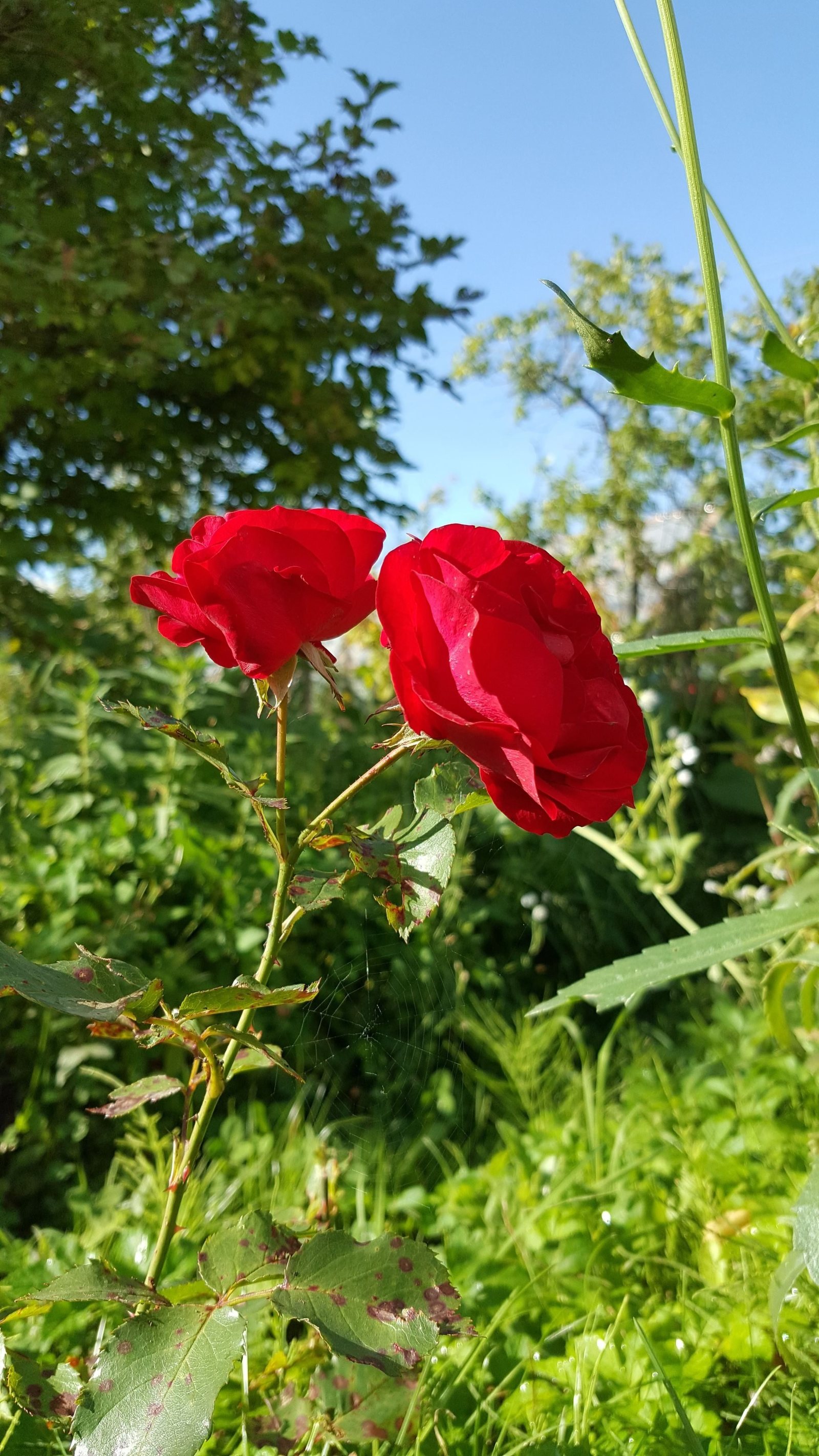 Beauty in the country. Leningrad region - My, beauty, beauty of nature, Leningrad region, Dacha, The photo, First post, Favorite dacha, Longpost