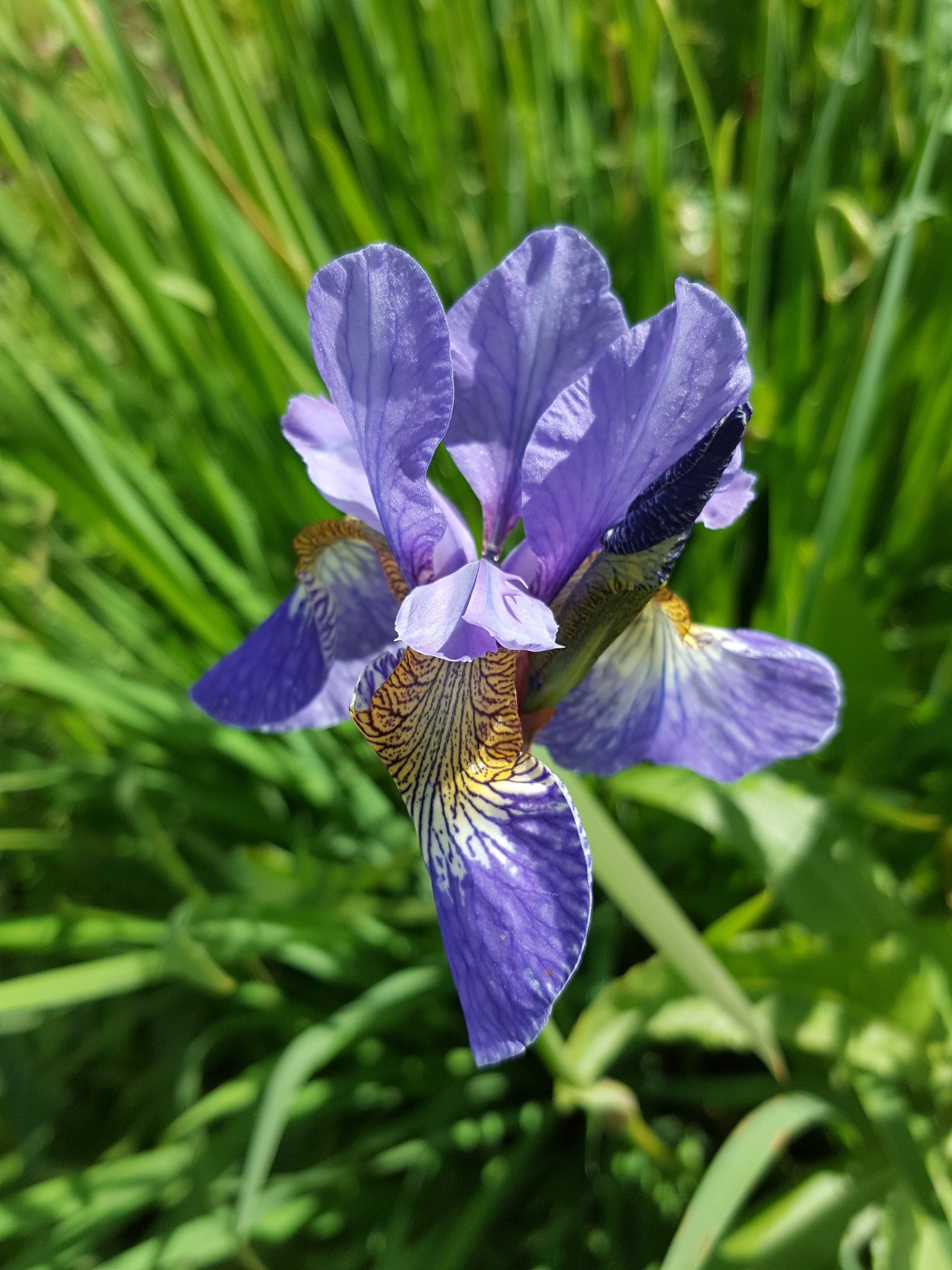 Beauty in the country. Leningrad region - My, beauty, beauty of nature, Leningrad region, Dacha, The photo, First post, Favorite dacha, Longpost