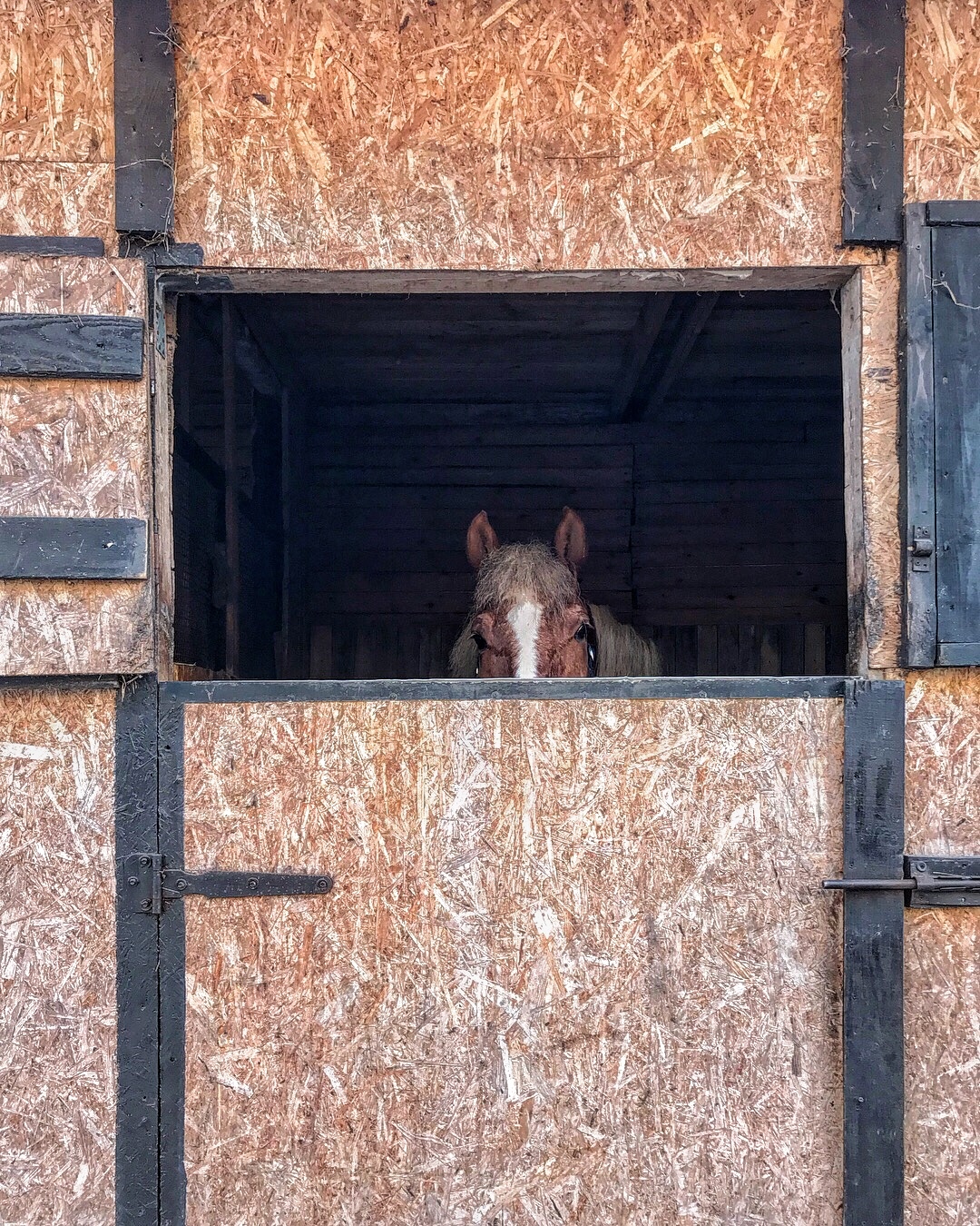 Equestrian Club Zapovedny - My, Horses, Stable, Saint Petersburg, Longpost