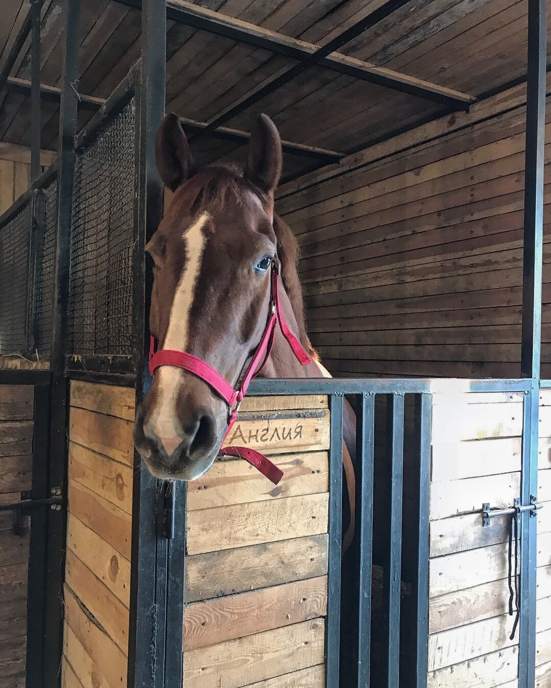 Equestrian Club Zapovedny - My, Horses, Stable, Saint Petersburg, Longpost