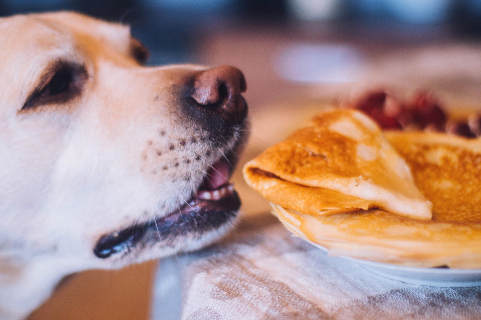 I really want a pancake))) - My, Dog, Labrador, The photo, Maslenitsa, Pancakes