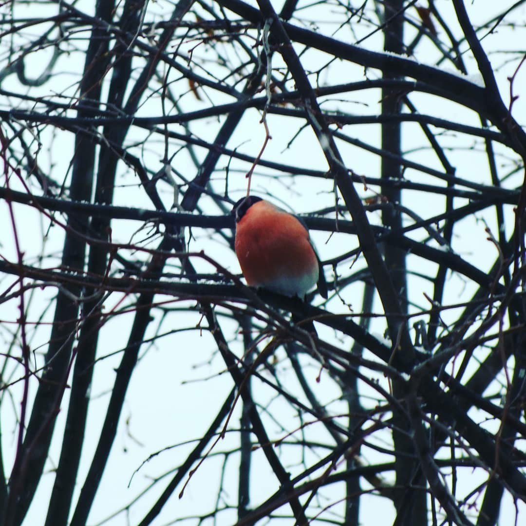 Bullfinches - My, Bullfinches, The photo, Longpost