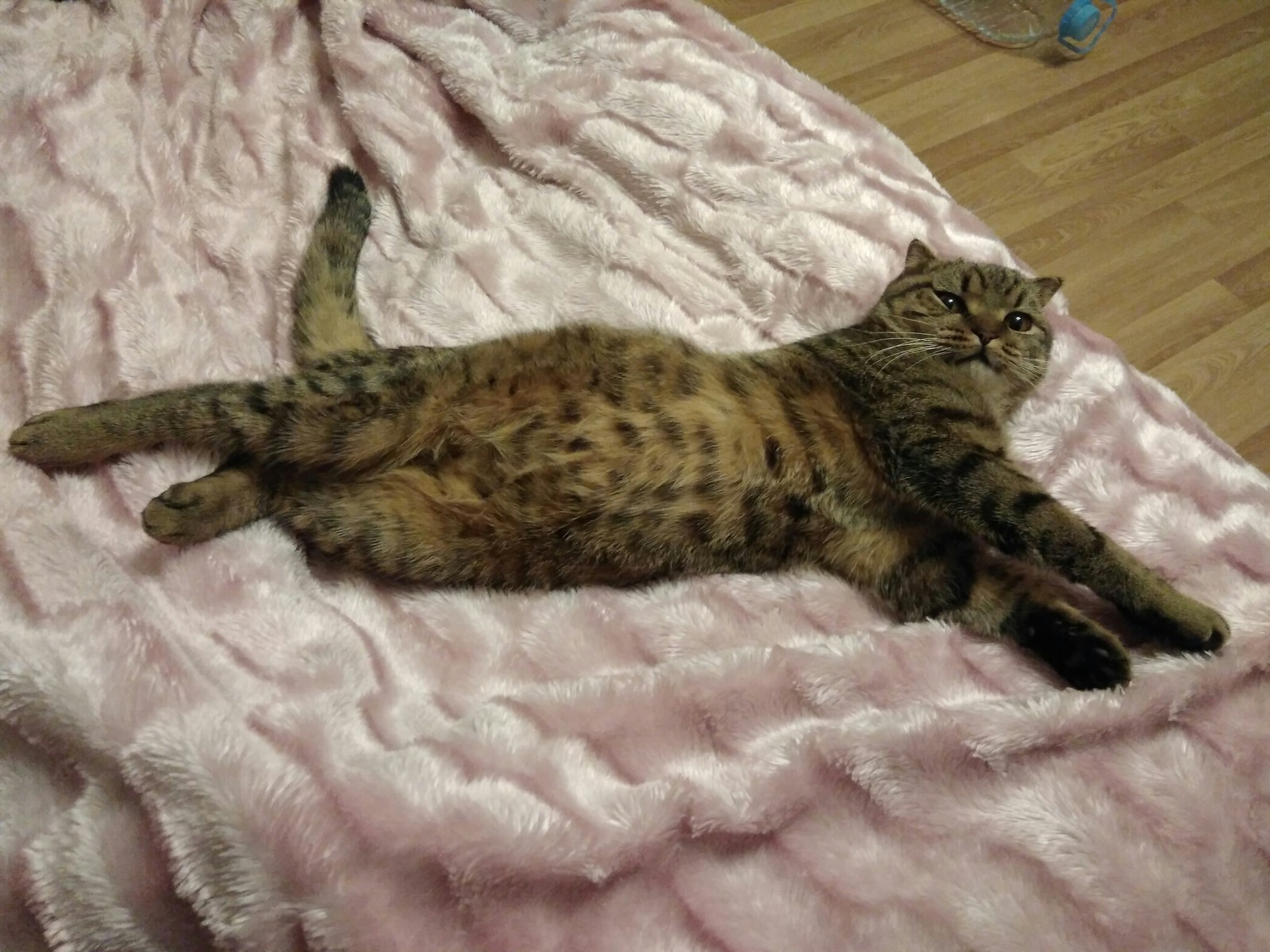 When I got home from work, I ate and lay down on the bed. - My, Timoshka, cat, Happiness