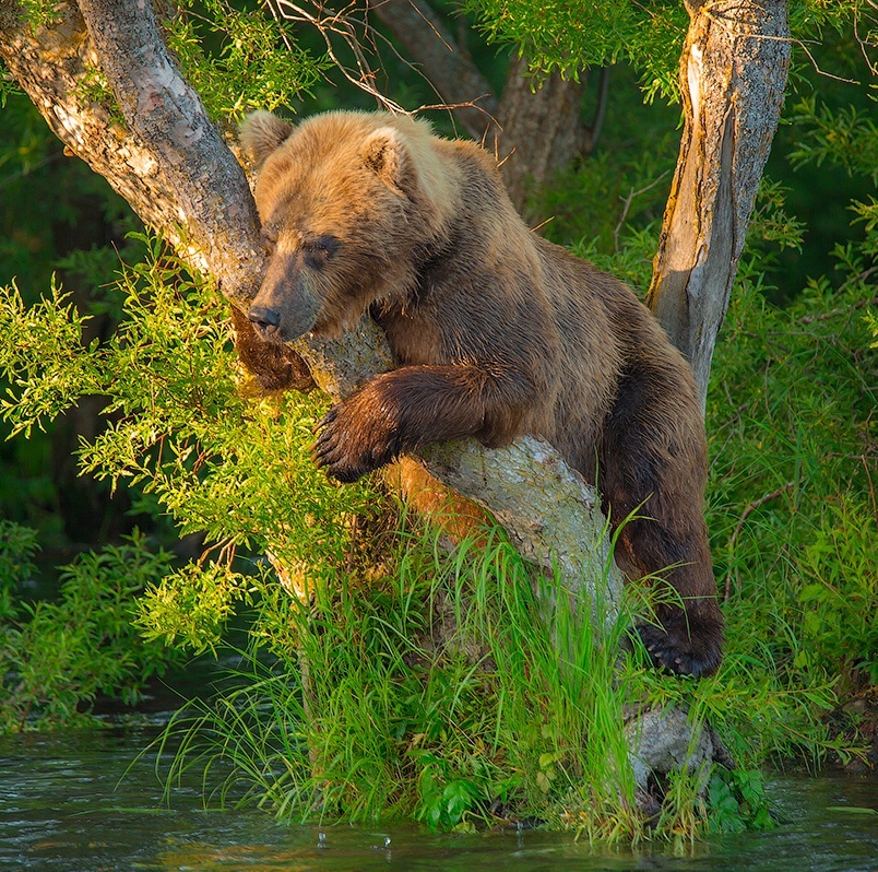 Kamchatka. Potapych catches fish - The Bears, Kamchatka, Kuril lake