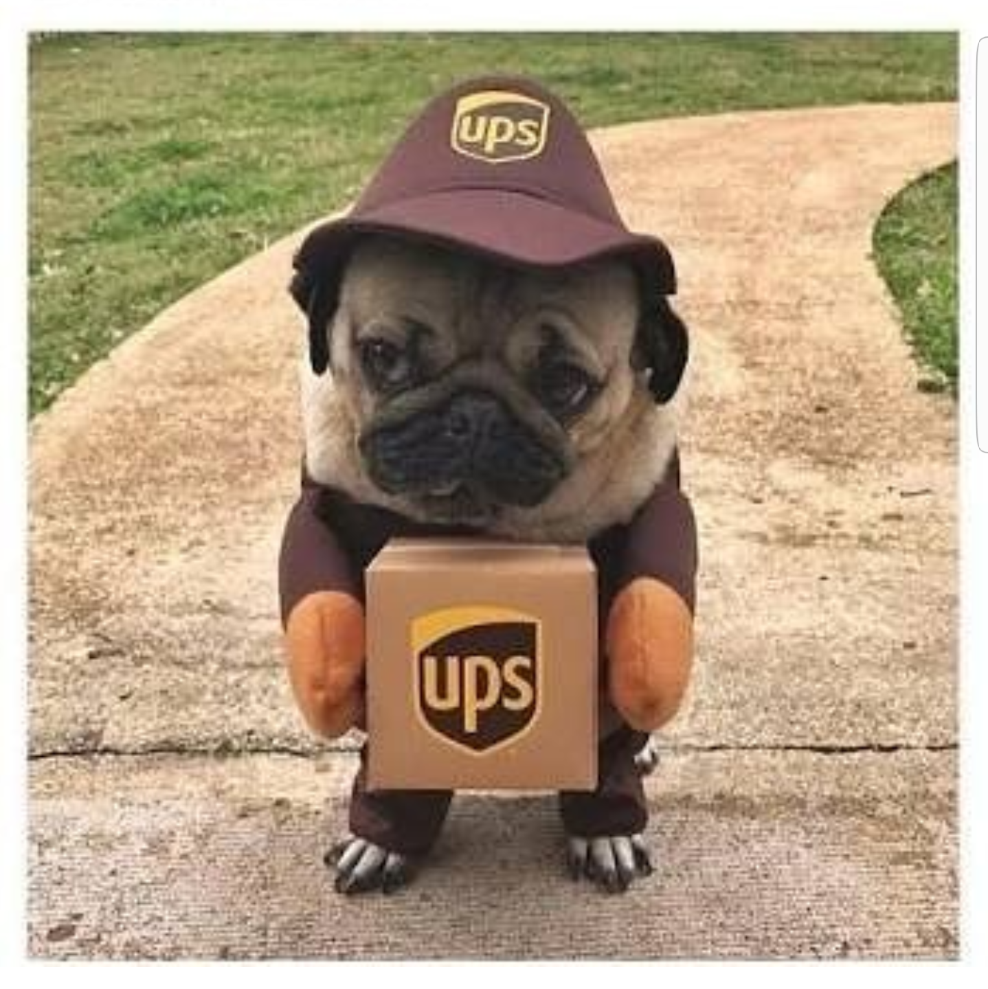 Did you order the delivery? - Dog, Delivery, UPS