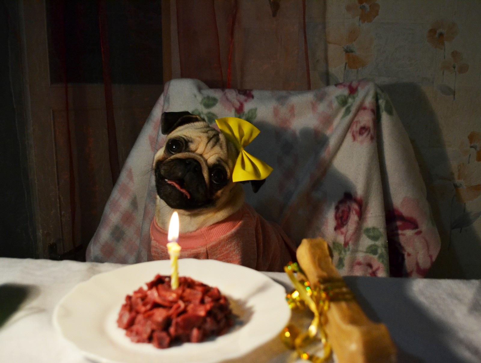 Birthday) - My, Pug, Dog, Birthday