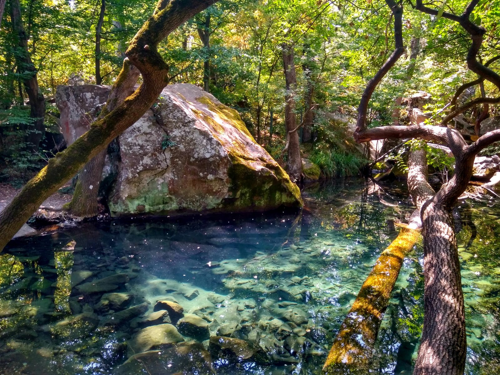 This beauty was captured last summer in Vorontsovsky Park :) - My, Summer, The sun, Glare, Water, Pond, Tree, Forest