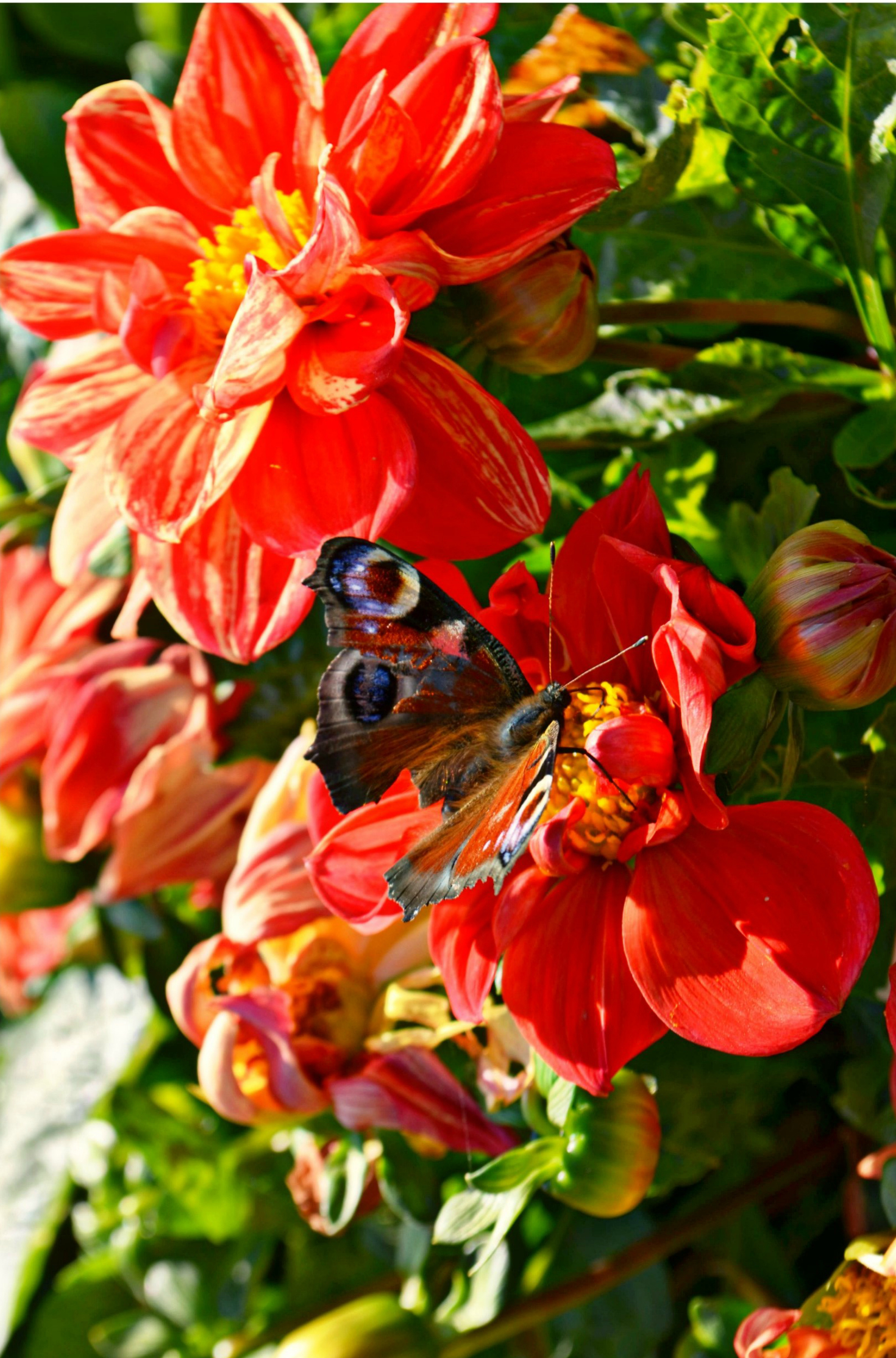 What is the name of the butterfly?... - My, Butterfly, Flowers, The photo, Nikon d5100, Beginning photographer