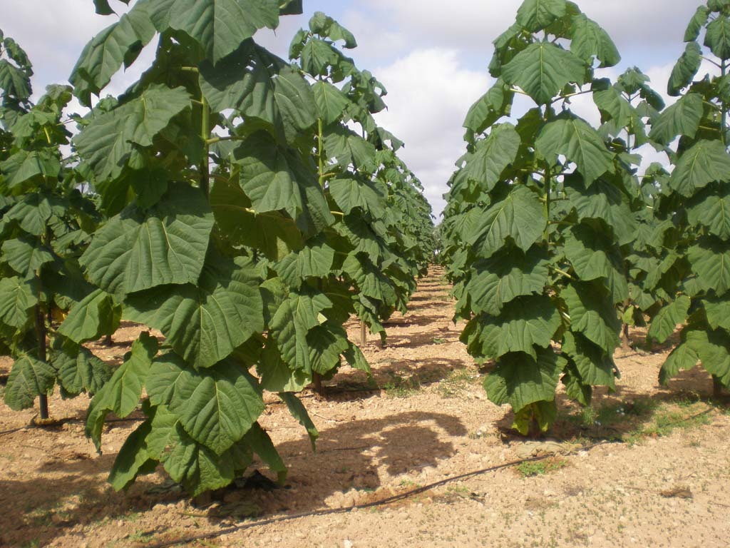 A NEW TREND IN THE AGRICULTURAL SECTOR OF THE COUNTRY - THE CREATION OF FAST-GROWING WOOD PLANTS - My, paulownia, Business, Plantation, Farmer, Money, Land, Longpost