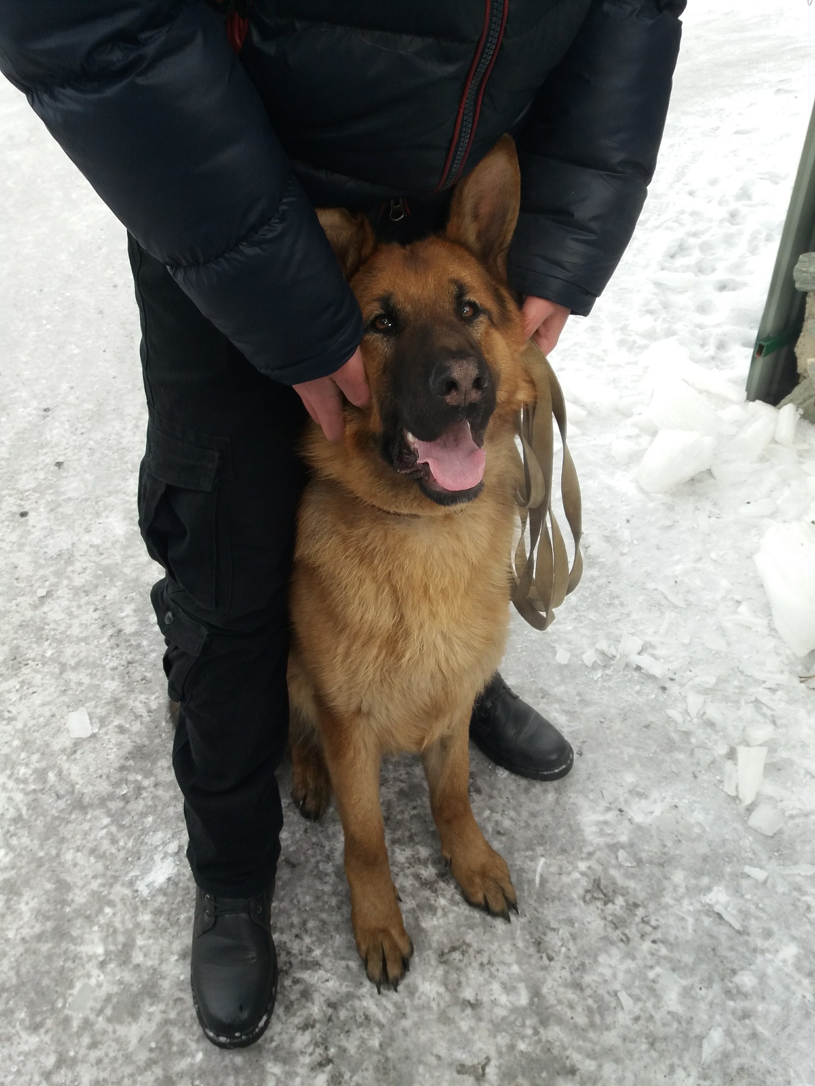 My handsome - My, German Shepherd, Dog