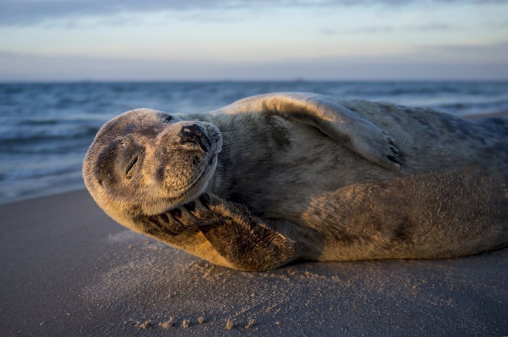 This is the happiest seal I have ever seen. - The photo, Seal, Not mine