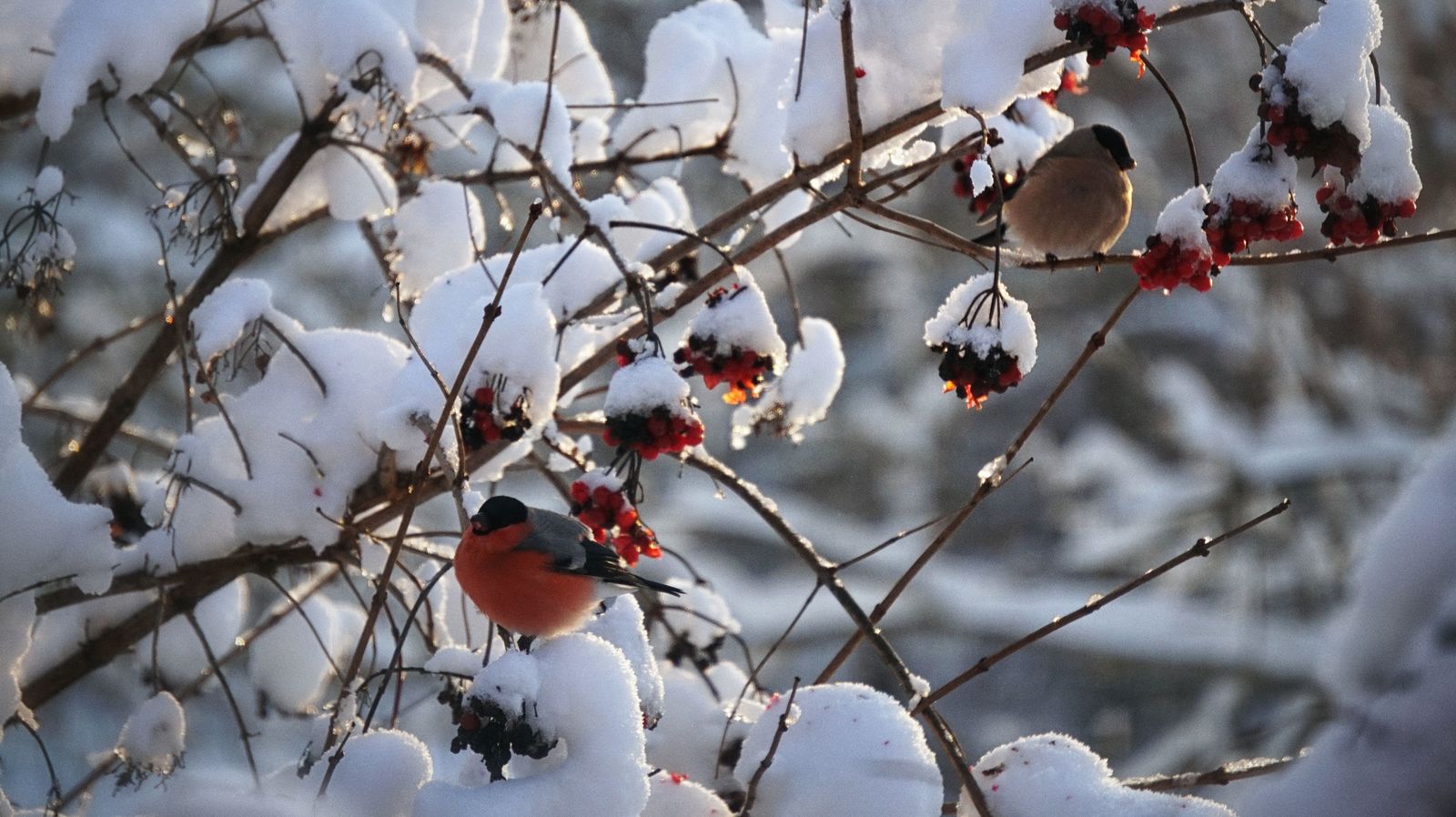 Bullfinches have arrived - My, Bullfinches, The photo, Winter, Fieldfare, Longpost