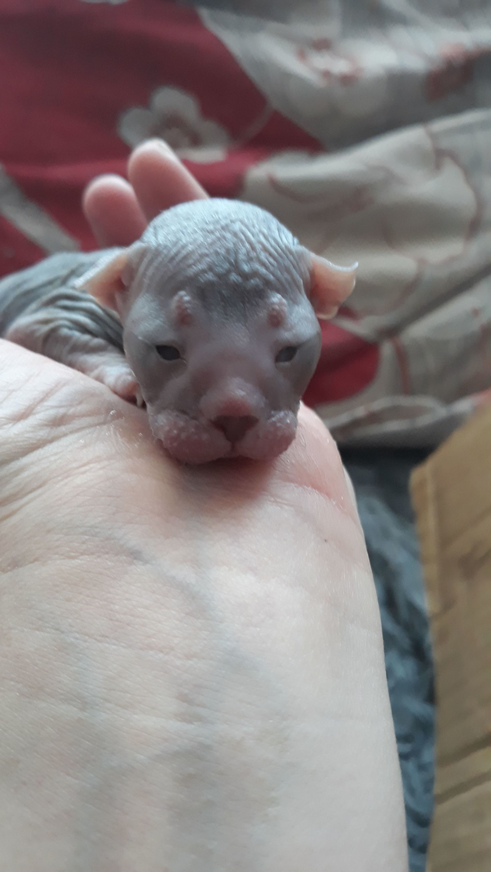 What do newborn sphinxes look like? - My, Sphinx, cat, Toddlers, Longpost, Children